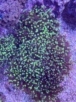 Euphyllia paradivisa / Fimbriaphyllia paradivisa