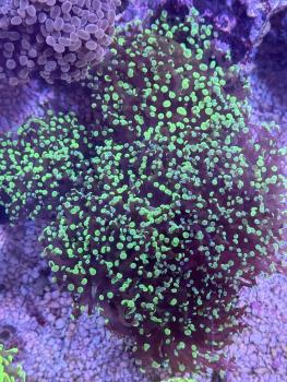 Euphyllia paradivisa / Fimbriaphyllia paradivisa
