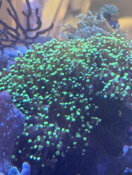 Euphyllia paradivisa / Fimbriaphyllia paradivisa
