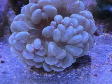 Plerogyra sinuosa - Blasenkoralle