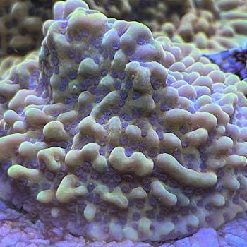 Montipora Danae "Crazy T"