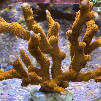 Montipora digitata "Rot"