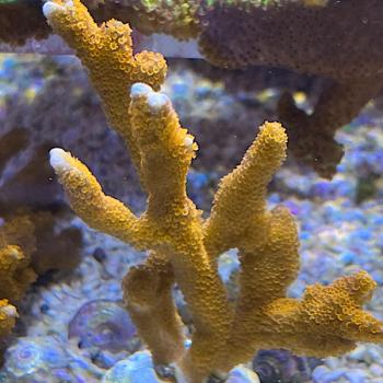 Montipora digitata "Rot"