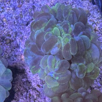 Plerogyra sinuosa - Blasenkoralle