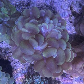 Plerogyra sinuosa - Blasenkoralle