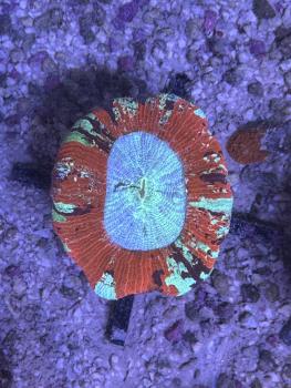 Trachyphyllia geoffroyi - Tri-Color - WYSIWYG 12