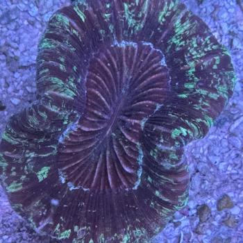 Trachyphyllia geoffroyi - Schwarz-Grün - WYSIWYG 7