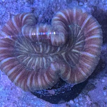 Trachyphyllia geoffroyi - Rosérot - WYSIWYG 2