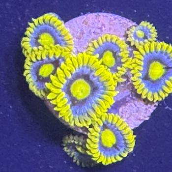 Zoanthus "Blueberry Pie"