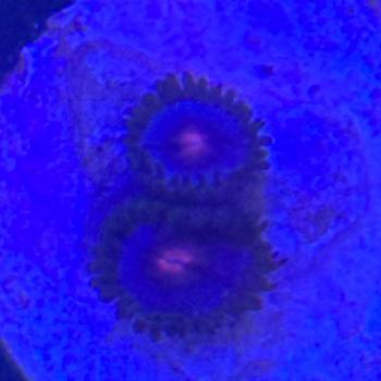 Zoanthus Blue Kisses / Miami Vice