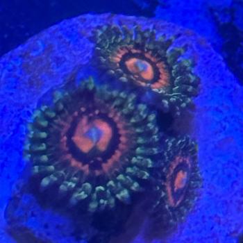 Zoanthus Rainbow Incerator