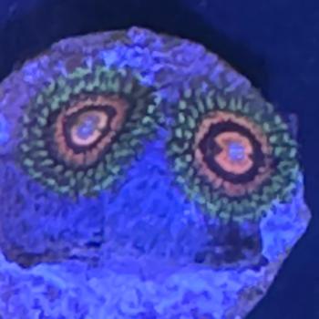 Zoanthus Rainbow Incerator