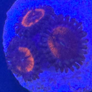 Zoanthus Armour of God