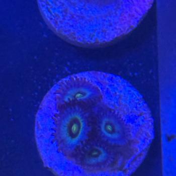 Zoanthus "Frozen Nebula"