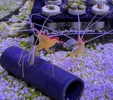 Lysmata Amboinensis - Weißbandputzergarnele