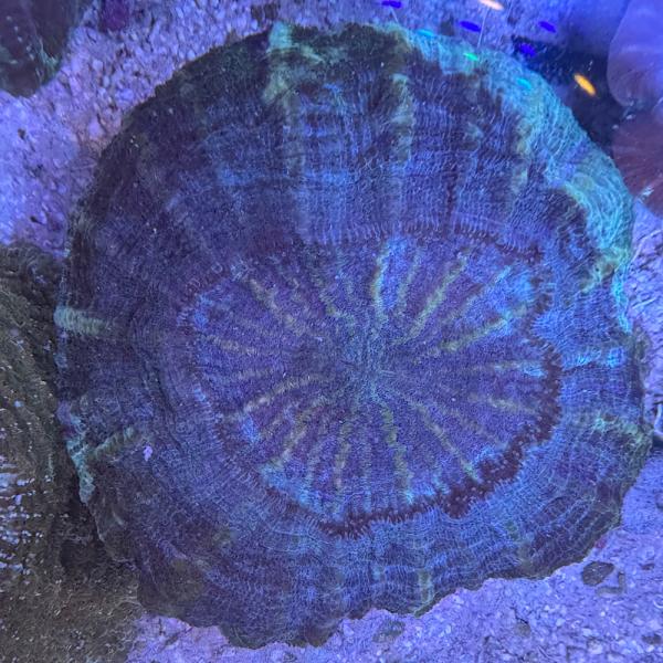 Acanthophyllia deshayesiana - Big Fat Green - XXXL - WYSIWYG 4