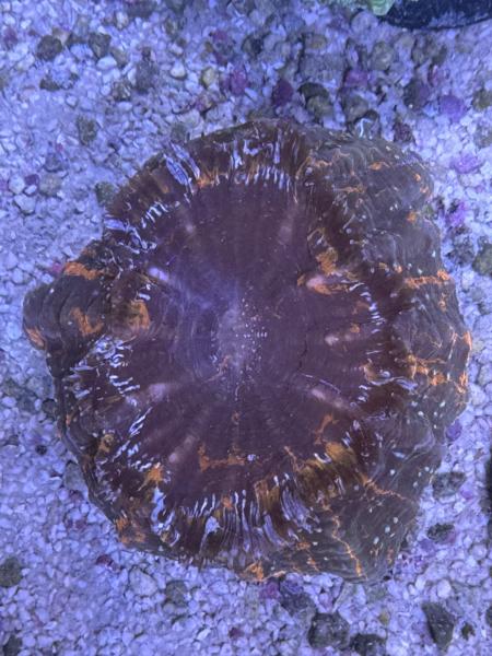 Acanthophyllia deshayesiana - Warpaint - WYSIWYG 1