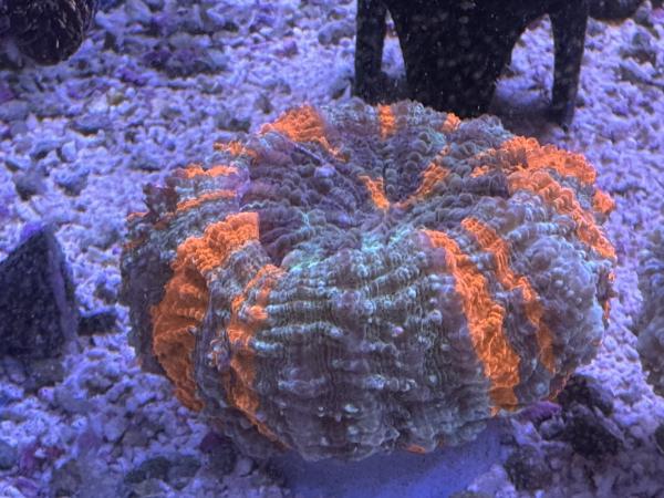 Acanthophyllia deshayesiana - Warpaint - WYSIWYG 3