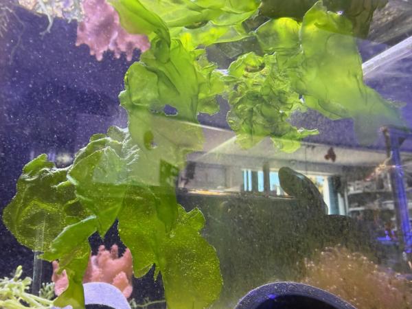 Meersalat - Meerlattich - Ulva lactuca