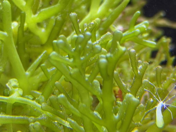 Kriechsporssenalge - Traubenalge - Caulerpa racemosa