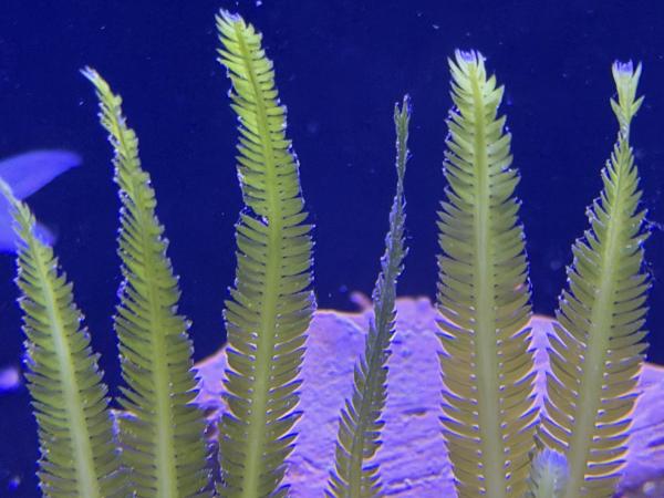 Kreichsprossenalge - Caulerpa taxifolia