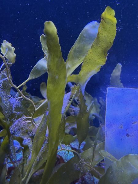 Grüne Kriechsprossen Alge - Caulerpa prolifera