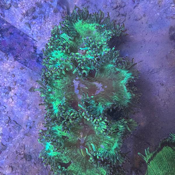 Catalaphyllia Jardinei / WYSIWYG 3