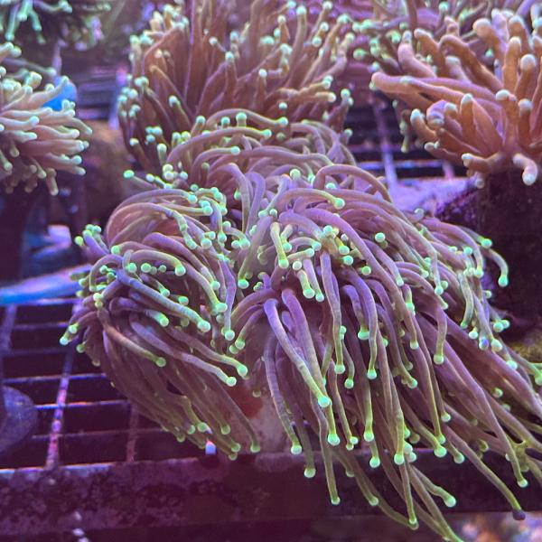 Fimbriaphyllia / Euphyllia glabrescens - Dragon Soul Gold