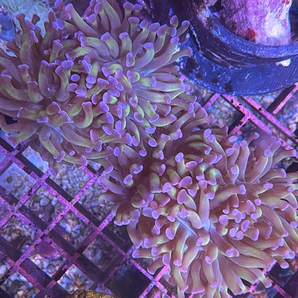 Euphyllia Paraancora / Fimbriaphyllia Paraancora - Goldstamm mit lila Hammer