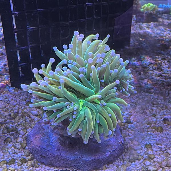 Fimbriaphyllia / Euphyllia glabrescens - Real Holy Grail 2 - Doppelkopf - WYSIWYG