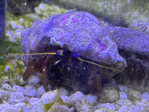 Großscheren Einsiedler Krebs - Calcinus laevimanus