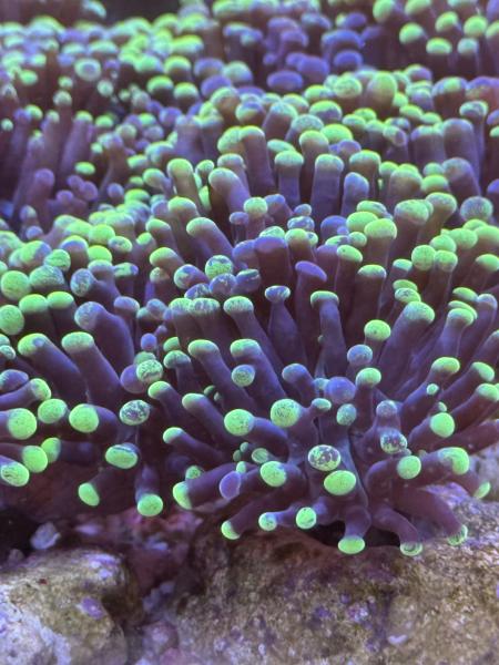 Euphyllia Paraancora / Fimbriaphyllia Paraancora Extrem Bi-Color