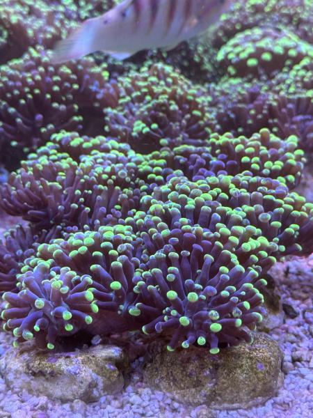 Euphyllia Paraancora / Fimbriaphyllia Paraancora Extrem Bi-Color