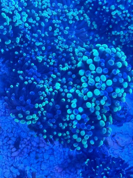 Euphyllia Paraancora / Fimbriaphyllia Paraancora Extrem Bi-Color