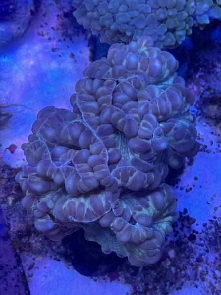 Plerogyra Turbida - Fox Coral