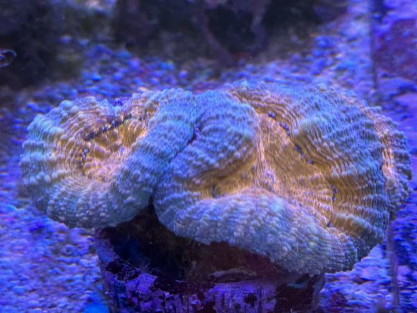 Lobophyllia corymbosa