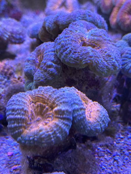 Lobophyllia corymbosa