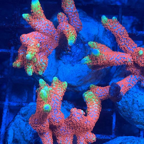 Montipora samarensis "Bubble Gum"
