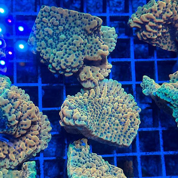 Montipora Danae "Crazy T"