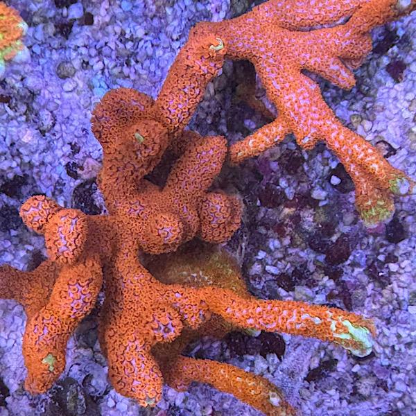 Montipora samarensis "Bubble Gum"