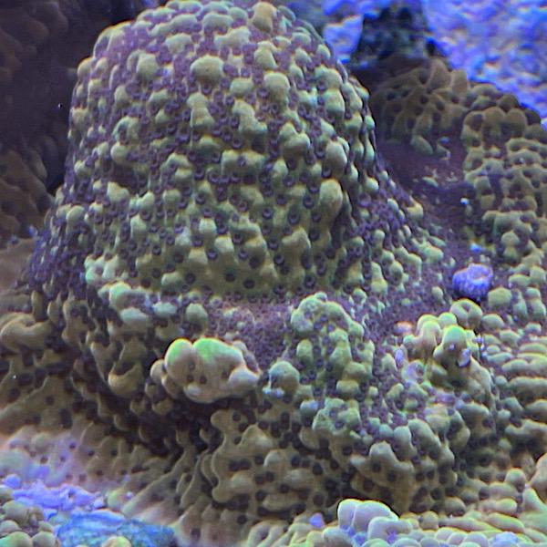 Montipora Danae "Crazy T"