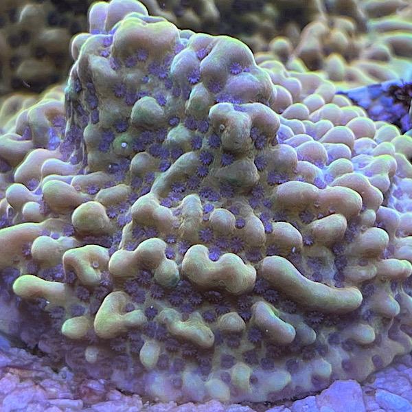 Montipora Danae "Crazy T"