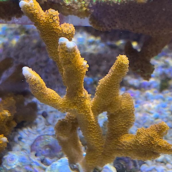 Montipora digitata "Rot"