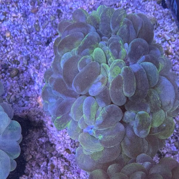 Plerogyra sinuosa - Blasenkoralle