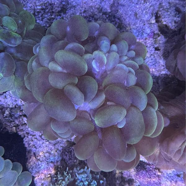 Plerogyra sinuosa - Blasenkoralle