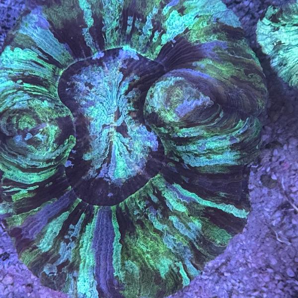 Trachyphyllia geoffroyi - Grün / Schwarz /Lila - WYSIWYG 4