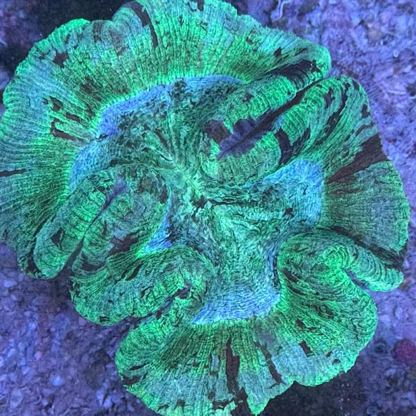 Trachyphyllia geoffroyi - Grün marmoriert - WYSIWYG 6