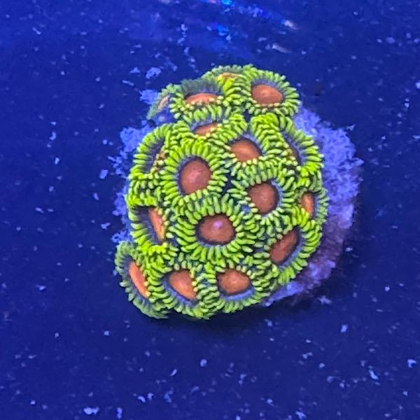 Zoanthus "Orange Dragon Eye"