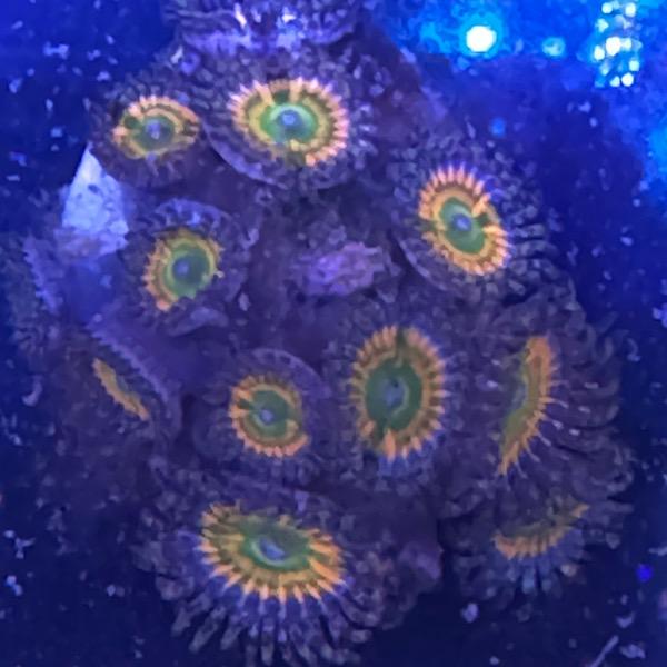 Zoanthus "Sunny D"