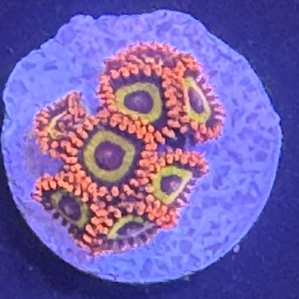 Zoanthus "Fruit Loops"